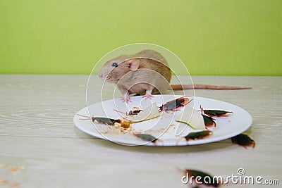 Unsanitary conditions. A mess in the kitchen. Cockroaches and a rat in a white plate with oatmeal. Rodent and insect disinfection Stock Photo