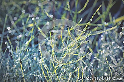Unsaturated color and tone of plant covered with hoarfrost as background Stock Photo