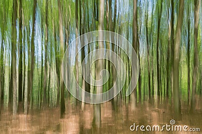 Unseen reality: Blurred view of young beech trees in spring Stock Photo