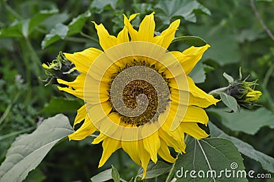 Unseen Sunflower of off season Stock Photo