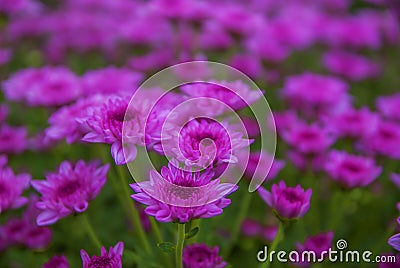 Unseen Thailand chrysanthemum of lopburi Stock Photo