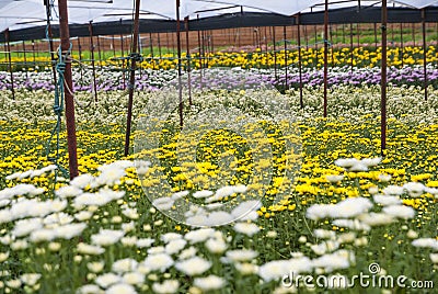 Unseen Thailand chrysanthemum of lopburi Stock Photo