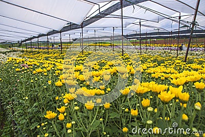 Unseen Thailand chrysanthemum of lopburi Stock Photo