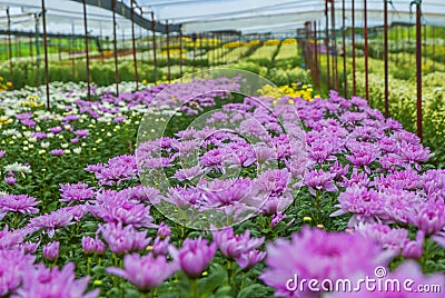 Unseen Thailand chrysanthemum of lopburi Stock Photo