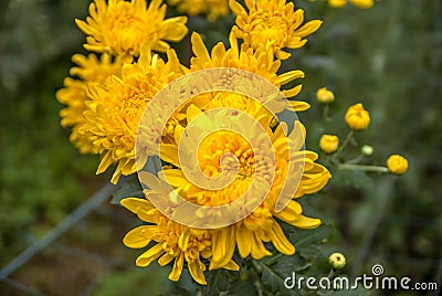 Unseen Thailand chrysanthemum of lopburi Stock Photo