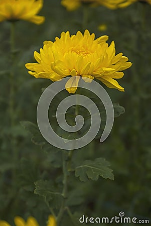 Unseen Thailand chrysanthemum of lopburi Stock Photo