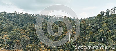 unspoiled tropical forest,perak,gerik,Malaysia,good for background,Malaysia,8 October 3023. Stock Photo