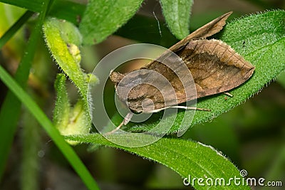 Unspotted Looper Moth - Allagrapha aerea Stock Photo