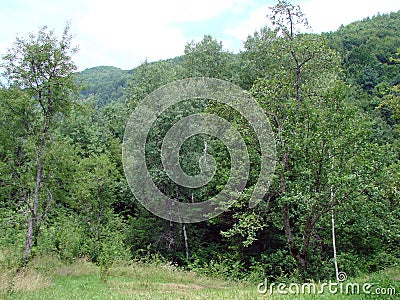 Unsurpassed landscapes of beech forests on the slopes of the Transcarpathian hills of Tyachiv region. Stock Photo