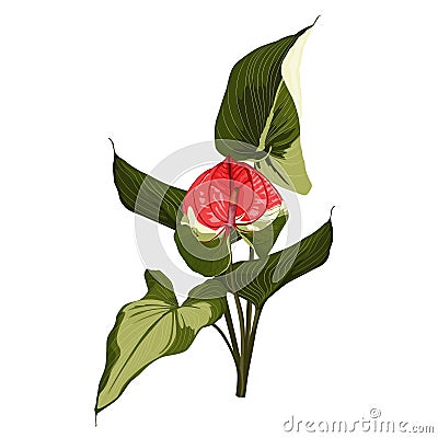 Tropical Red Spathiphyllum lilies flower composition over white background. Vector Illustration