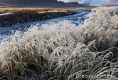 reeds at the lake Stock Photo