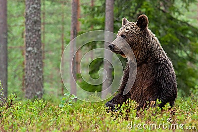 Bear untouched nature of finland scandinavia europe Stock Photo