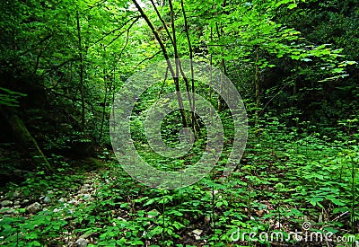 Very lush and dense Hyrcanian forest , Iran Stock Photo