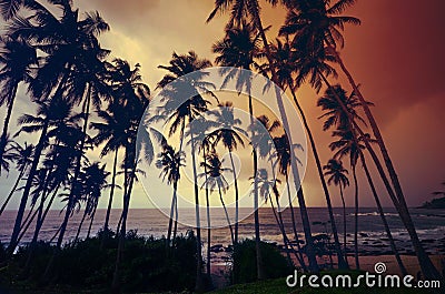 Untouched tropical beach in Sri Lanka Stock Photo