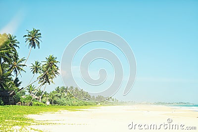 Untouched tropical beach in Sri Lanka. Beautiful beach with nobody, palm trees and golden sand. Blue sea. Summer background. Stock Photo