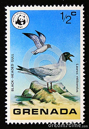 Unused postage stamp Grenada 1978, Black headed Gull, Larus ridibundus Editorial Stock Photo