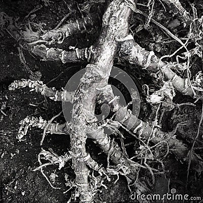 Stems and roots of a dried and dead plant Stock Photo