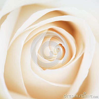 Unusual Beautiful tender white rose background Stock Photo