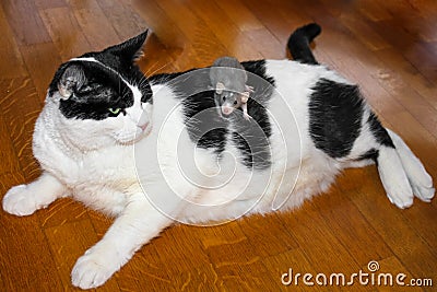 Unusual BFF pets Stock Photo