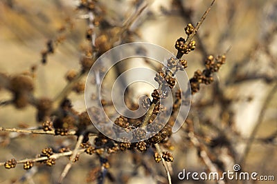 Unusual brown buds in a tree with a Golden tint, spring concept Stock Photo