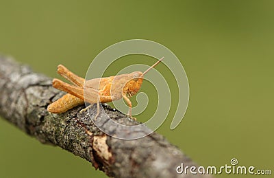 A unusual coloured Grasshopper perching on a twig. Stock Photo