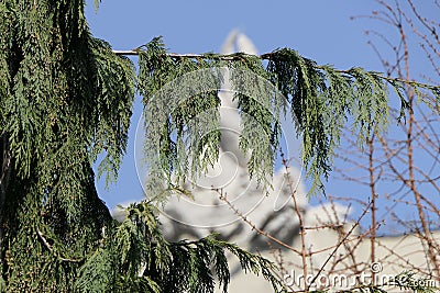 In the foreground is an unusual tree branch - thuja and bare linden branches under the sky. Stock Photo