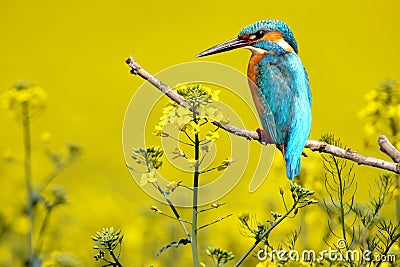 Unusual and exotic collage of kingfisher Stock Photo