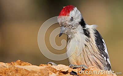 Unusual extra close up portrait of middle spotted woodpecker Stock Photo