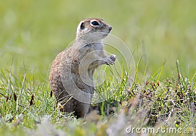 Unusual extra close up portrait of speckled ground squirrel Stock Photo