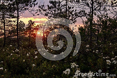 fabulous view of the dawn in the forest Stock Photo