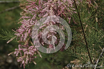 California Park Series - Lake Murray Community Park - Unusual Flowering Plant Stock Photo