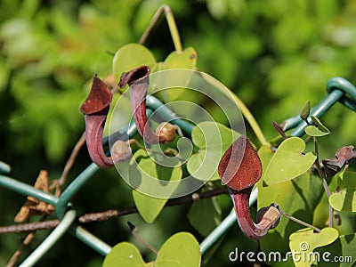 Aristolochia baetica Stock Photo