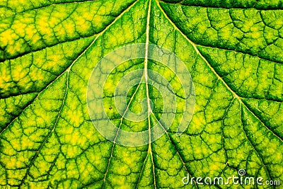 Unusual green plant Stock Photo