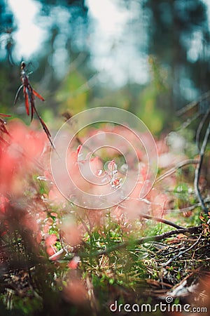 Unusual green plant in the wood Stock Photo