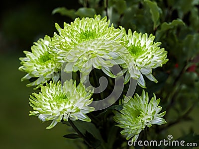 Unusual Green and White Chrysanthemums Stock Photo