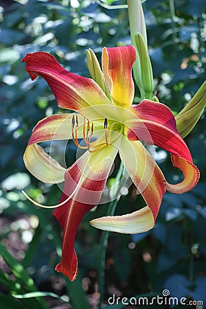 Unusual hemerocallis. The front view. Stock Photo