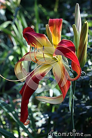 Unusual hemerocallis. Stock Photo