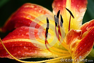 Unusual hemerocallis. Stamens against the background of petals. Stock Photo