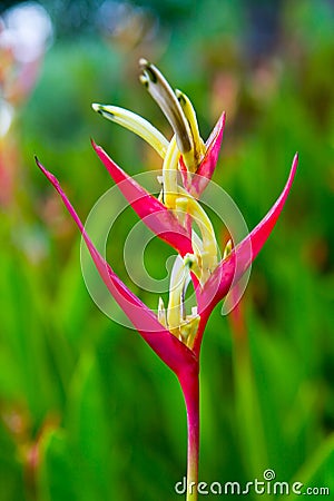 An unusual interesting flower. Stock Photo