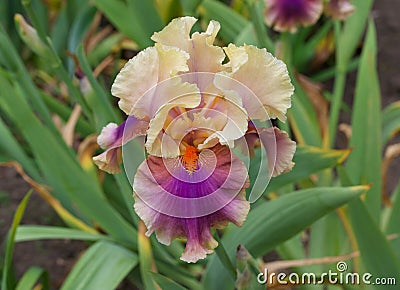 Unusual iris bloom in contrasting shades of manilla, purple and orange Stock Photo