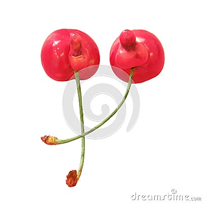 Unusual mutated cherry on a orange background, the concept of GMO products, two fused berries, isolated on a white background Stock Photo