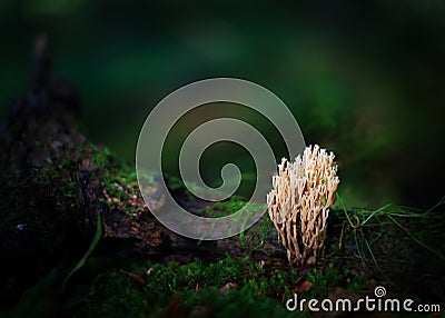 Unusual pale lichen Stock Photo