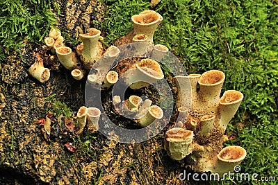 Unusual parasitic fungi Stock Photo