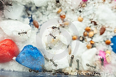 Unusual Pets ants in home formicaria Stock Photo