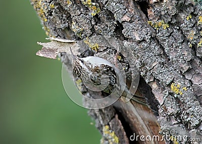 Unusual photo common treecreeper Certhia familiaris Stock Photo