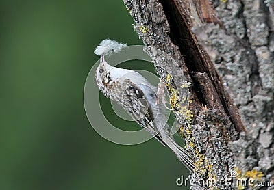 Unusual photo common treecreeper Certhia familiaris Stock Photo