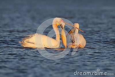 Unusual photo of white pelican with wide open beak Stock Photo