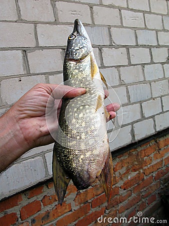 Unusual pike fish without a tail, an unusual catch on a fishing trip. Freaks and anomalies among animals Stock Photo