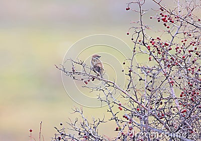 An unusual portrait of a tree sparrow Stock Photo