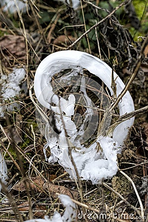 Unusual Rare Frost Flowers - Ice Flowers - Ice Fringes or Filaments Stock Photo